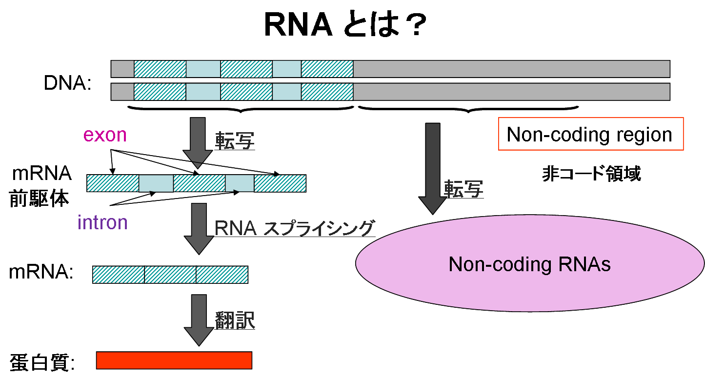 「ＲＮＡとNon-coding RNA」の図