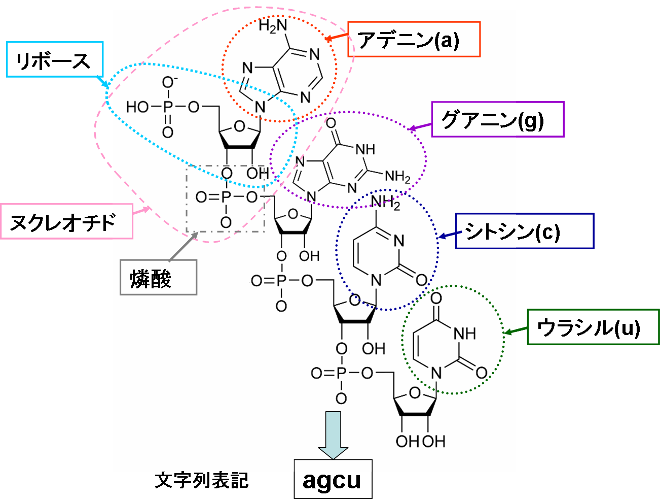 「ＲＮＡの塩基文字列」の図