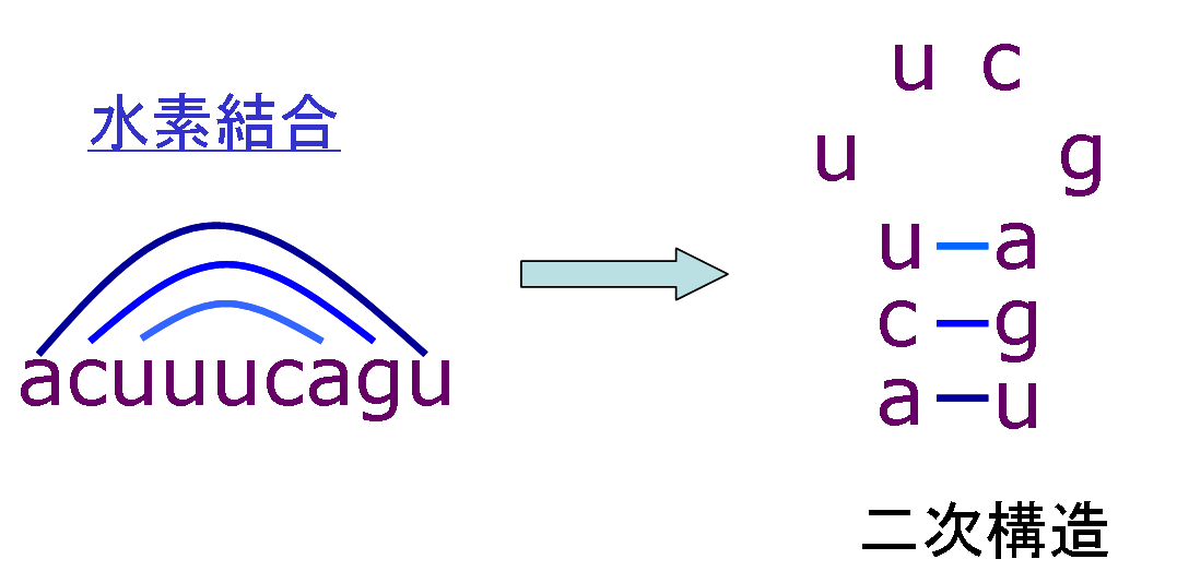 「水素結合により二次構造として形成された塩基対」の画像